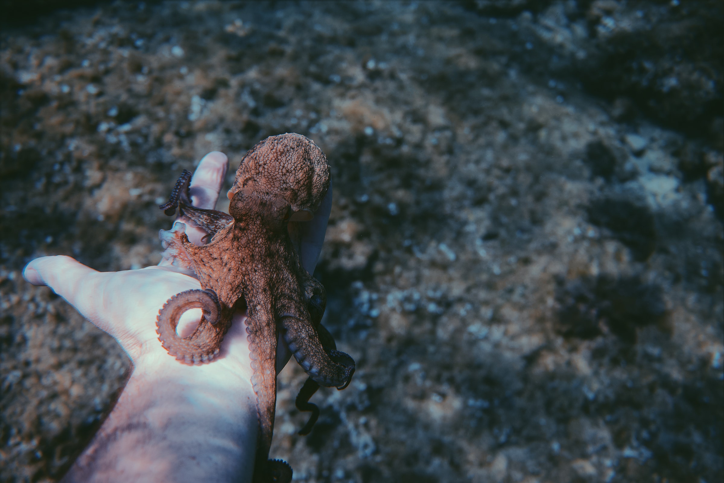 Wat een octopus ons kan leren