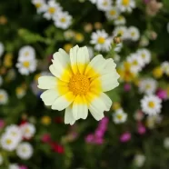Geel-witte bloem die uitsteekt boven een kleurrijke bloemenveld, van bovenaf gefotografeerd